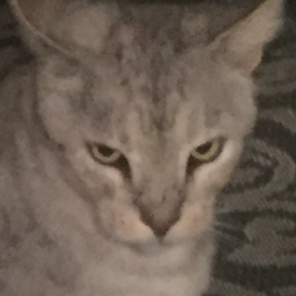 Meet your Posher, Anne - Picture 1 of 1